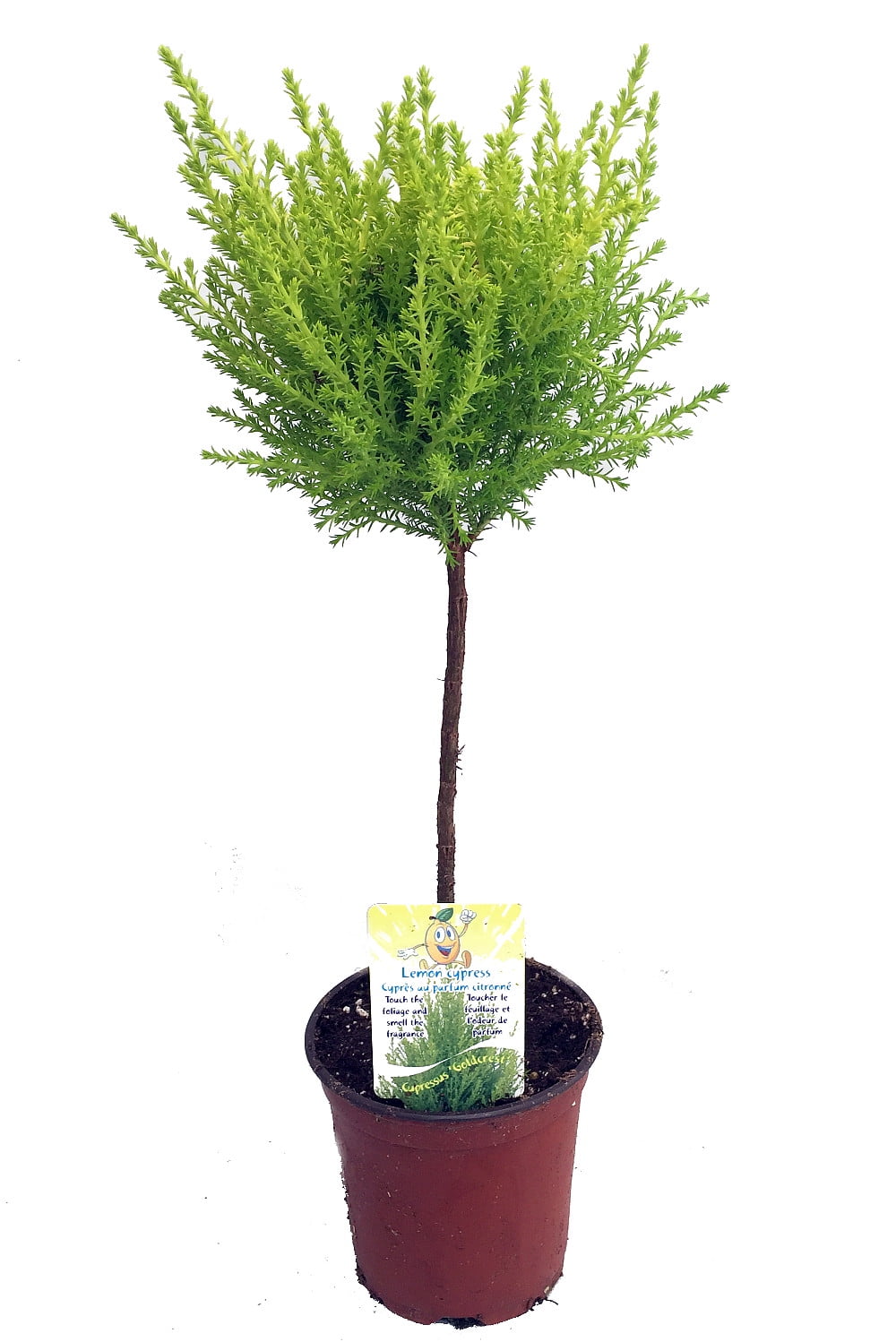 Scented Goldcrest Mini Poodle Cypress Tree 4.5" Pot - Walmart.com