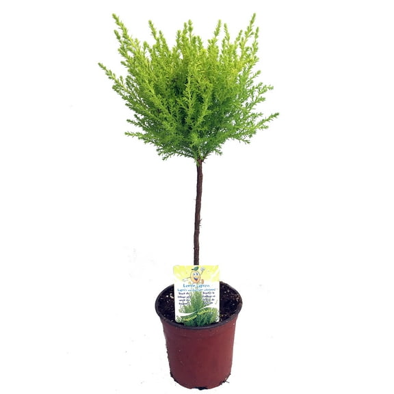 Lemon Scented Goldcrest Mini Poodle Cypress Tree - 4.5" Pot