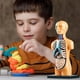 thumbnail image 5 of Modelo de Cuerpo de Torso Humano AnatóMico ExtraíBle 3D para EducacióN Juguete Estructura del Cuerpo Humano EnseñAnza para NiñO Chico Estudiante, 5 of 5