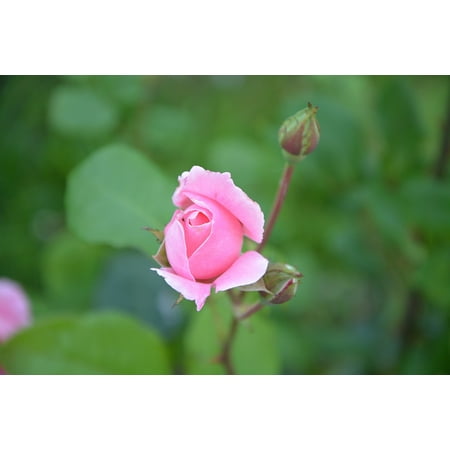 Pink Rose Bud Print - LAMINATED POSTER Plant Rose Bud Nature Color Pink Green Petals Poster Print 24 x 36