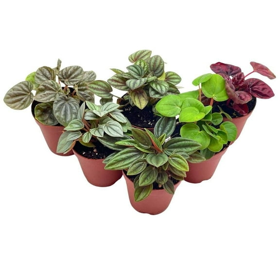 Bubbleblooms Foliage Set- Rosso, Frost, Albovittata, Caperata, Peperomia- Succulent Collection in 2 Inch Pot