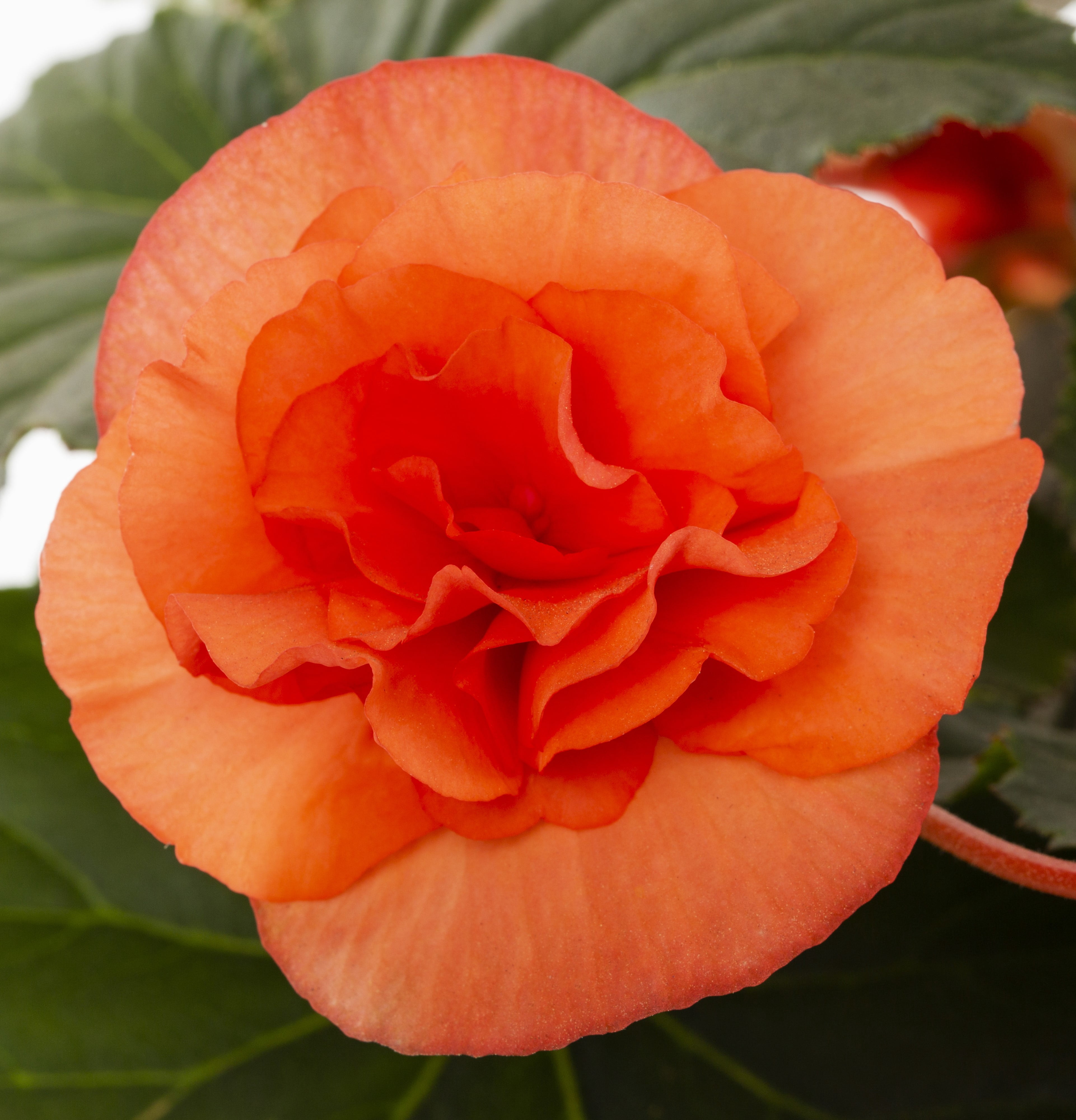 Expert Gardener 1.5gal Orange Tuberous Begonia Live Annual Plant Hanging Basket Sun