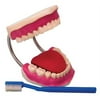 Olympia Sports 16921 Dental Care Model