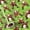 Rock Santa, variant on Christmas Wrapping Paper Roll Holly Berry Green Xmas Gift Wrap Craft Art Paper for Christmas Holiday Seasonal Gift Wrapping, 58x23in, 1 Roll