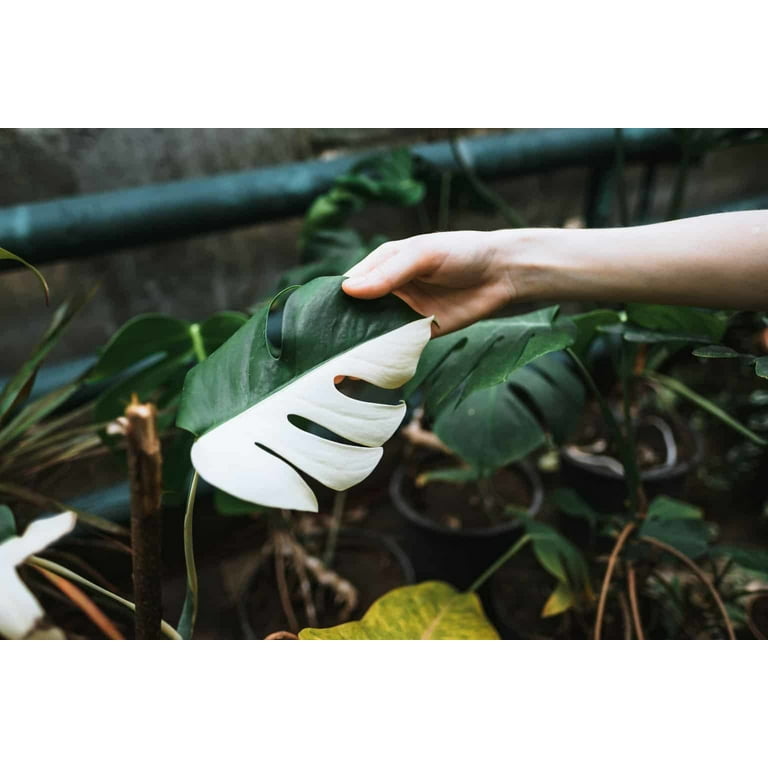PREMIUM Monstera Borsigiana Potting Mix - Retains Moisture and Enhances  Root Growth by Gardenera - 5 Quart - Walmart.com