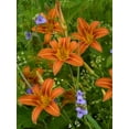 thumbnail image 2 of Fitzharris, Tim 19x24 Black Ornate Wood Framed with Double Matting Museum Art Print Titled - Orange Daylily with Virginia Spiderwort North America, 2 of 4