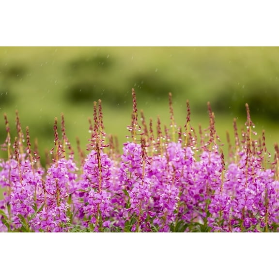 Posterazzi DPI12283188 Common Fireweed Lines The Denali Park Road at Sable Pass in Denali National Park in Interior Alaska Summer Poster Print - 19 x 12 in.