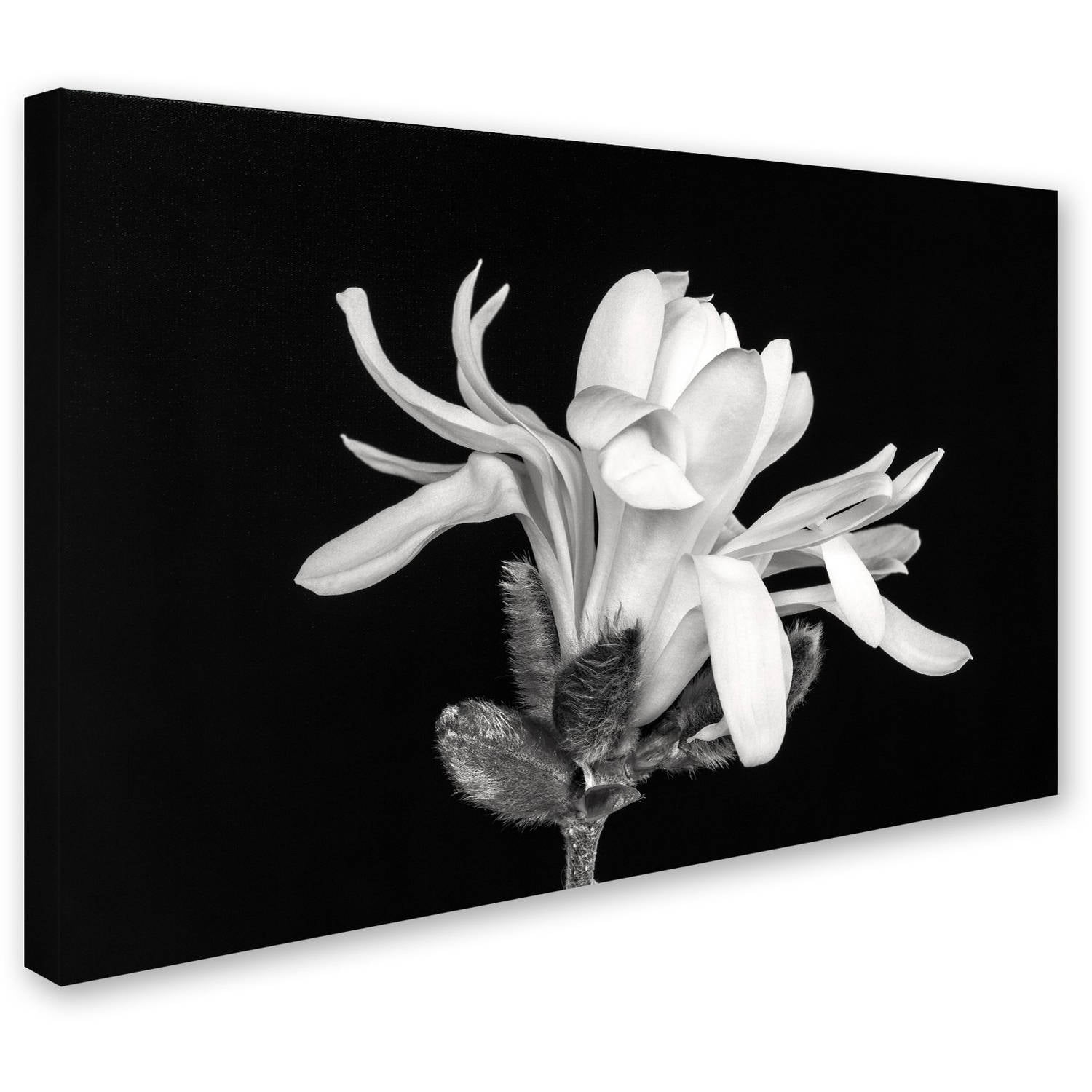 Trademark Fine Art 'Magnolia Flower' Canvas Art by Pierre Leclerc