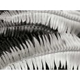 thumbnail image 2 of Christensen, Jim 18x15 White Modern Wood Framed Museum Art Print Titled - Fern II, 2 of 4
