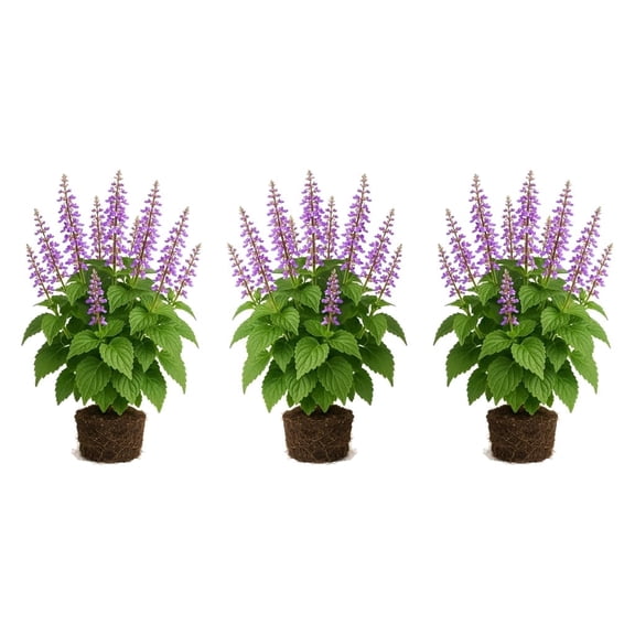 Coleus Robyn Live Plants - Set of 3 Starter Plants with Vibrant Multicolor Foliage, Ships Bare Root, No Pot, USDA Zones 10-11, Partial Shade