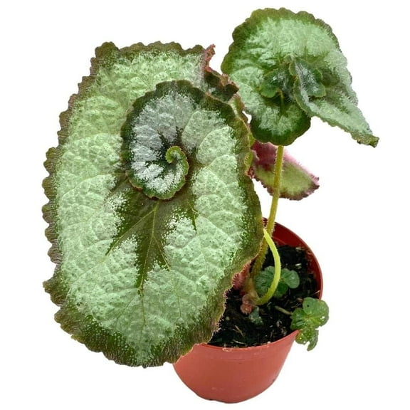 Begonia Escargot, Painted-Leaf Begonia, 4 inch, Escargot Variegation