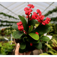 thumbnail image 5 of Red Crown of Thorns Plant, Euphorbia Crown of Thorns Plant, Live Cactus Plant 2 Inches Pot, 5 of 8