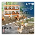 thumbnail image 6 of EastVita 8 Holes Chicken Nest Box Chicken Nesting Boxes for Laying Eggs with Ventilation Holes and AntiPeck Design Space-Saving Design Nesting Box Suitable for Hens and Ducks Orange, 6 of 7