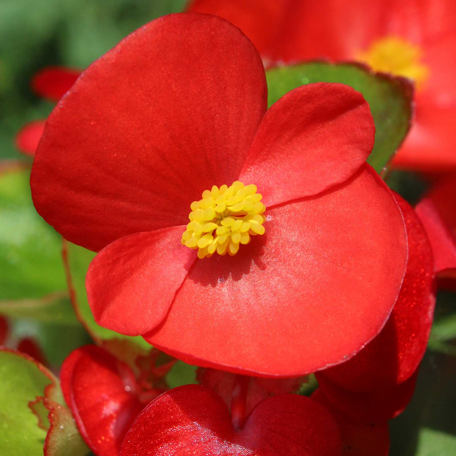 Fibrous Begonia Cocktail Series Plant Seeds (Pelleted) Vodka (Red