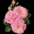 thumbnail image 2 of Cape Diamond Climbing Rose Dormant Bare Root Plant (1-Pack), 2 of 3