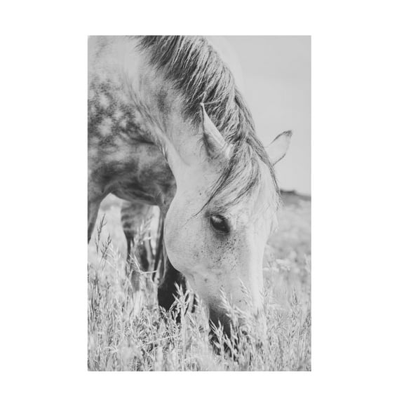 Trademark Fine Art Arendina de Jong stallion Canvas Wall Art