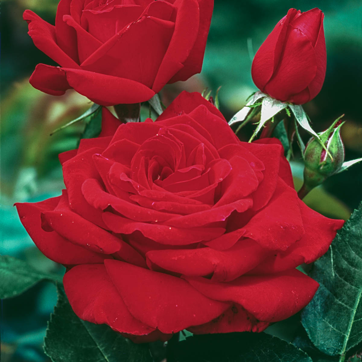 Mister Lincoln Hybrid Tea Rose, 3 Gallon Potted Potted Flowering Plant (1-Pack) - image 2 of 3