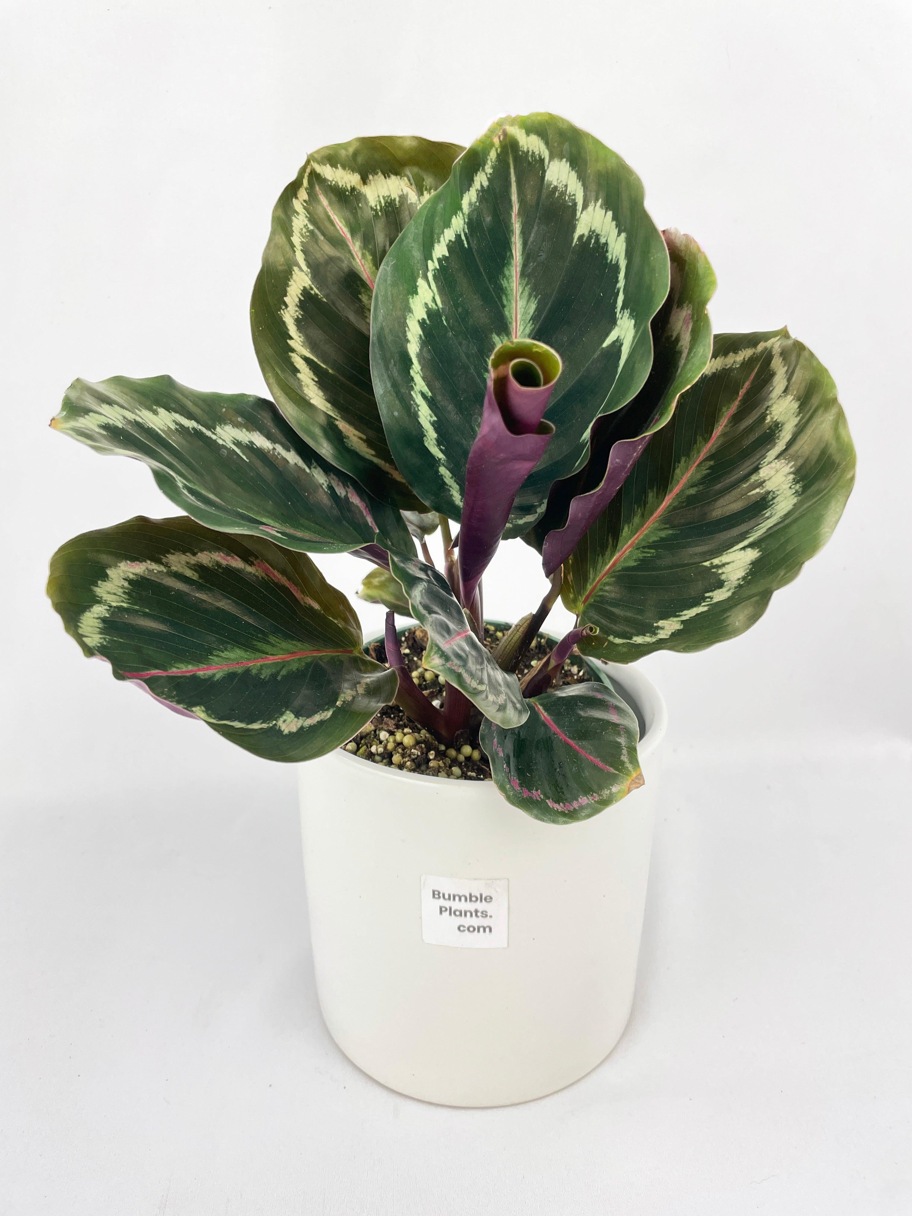 Calathea Medallion - Live Air-Purifying Indoor Plant in Nursery Pot – Easy Care, Low Maintenance Houseplant for Home & Office Decor, Natural Air Cleaner, Best for Beginners (4"Pot, NurseryPot)