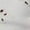 White, variant on Womens Sleeveless Scoop Neck Eyelet Crop Top - White, 1 Pack