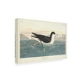 thumbnail image 2 of John James Audubon 'Dusky Petrel' Canvas Art, 2 of 3