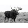 thumbnail image 2 of Wild, JandJ 32x23 Black Ornate Wood Framed with Double Matting Museum Art Print Titled - Grand Teton Bull Moose, 2 of 4