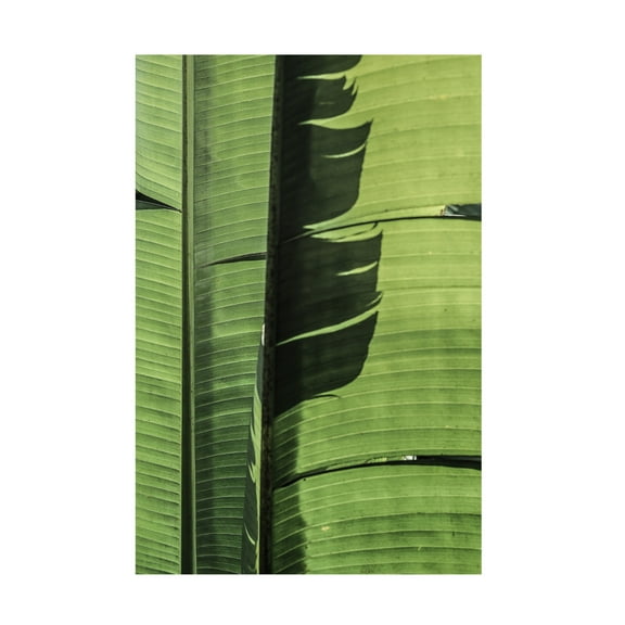Trademark Fine Art Shot by Clint Tropical Dance Canvas Wall Art