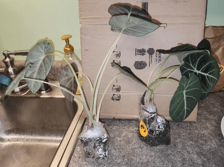 Black Velvet Alocasia Live Plant, Alocasia Indoor Houseplant for Home or Office, 5–7 Inch Tall
