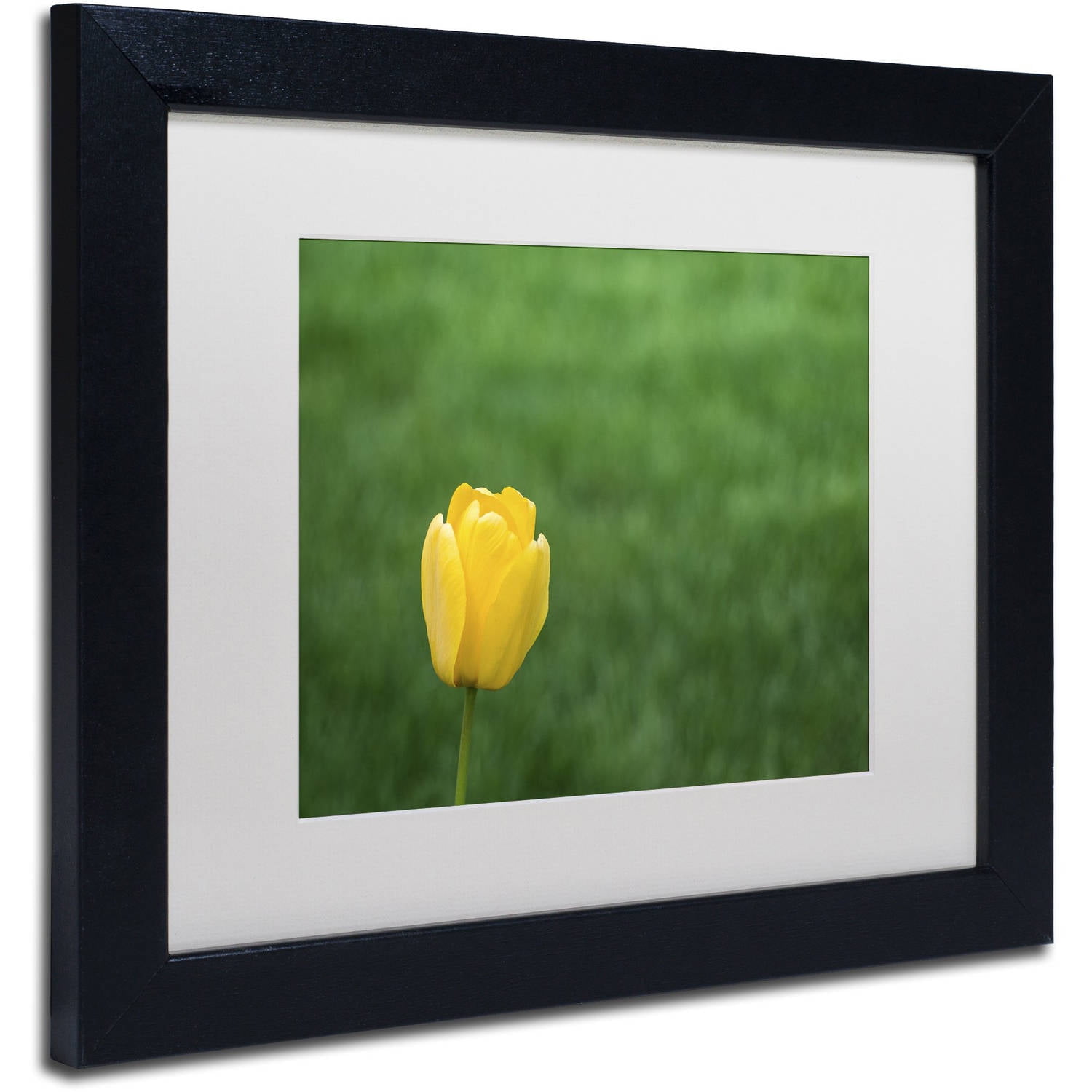 Trademark Fine Art "A Lone Yellow Tulip 2" Canvas Art by Kurt Shaffer, White Matte, Black Frame