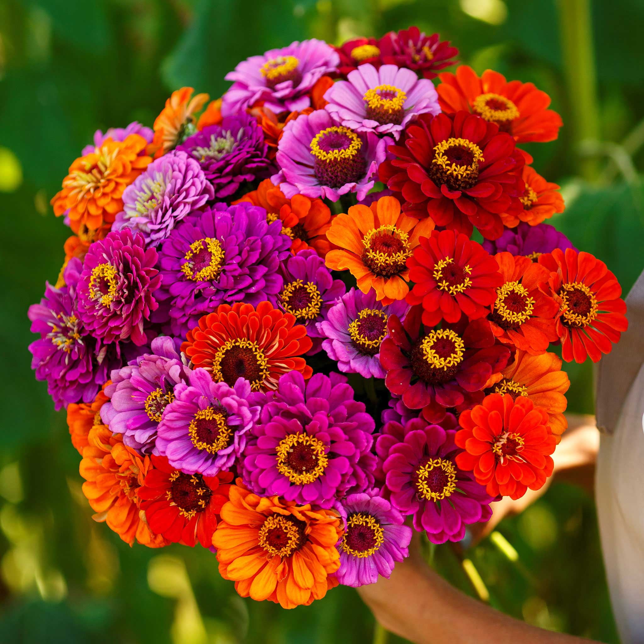 Orange Flowers Dream Meaning Best Flower Site