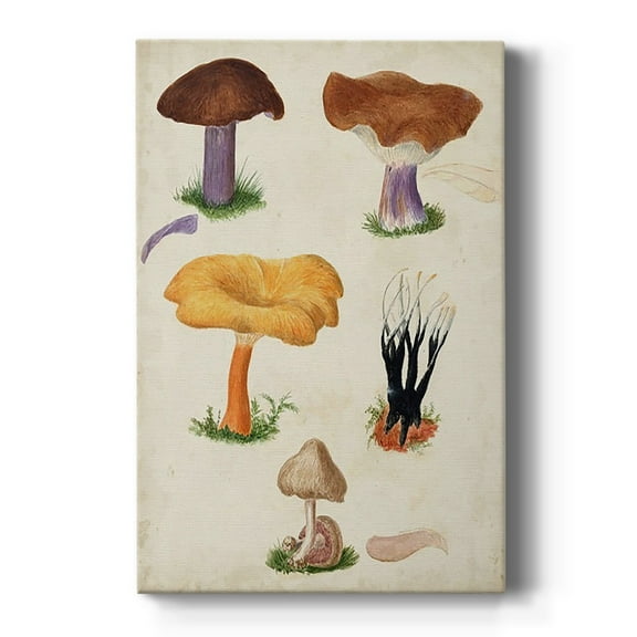 Mushroom Species VII Premium Gallery Wrapped Canvas - Ready to Hang