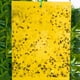 thumbnail image 4 of 50 Uds. Tablero adhesivo de insectos voladores trampa adhesiva de doble cara (20*15cm amarillo) Likrtyny Libre de BPA, 4 of 7