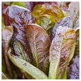 thumbnail image 3 of Everwilde Farms - 1/4 lb Cimmaron Romaine Lettuce Seeds - Gold Vault Bulk Seed Packet, 3 of 3
