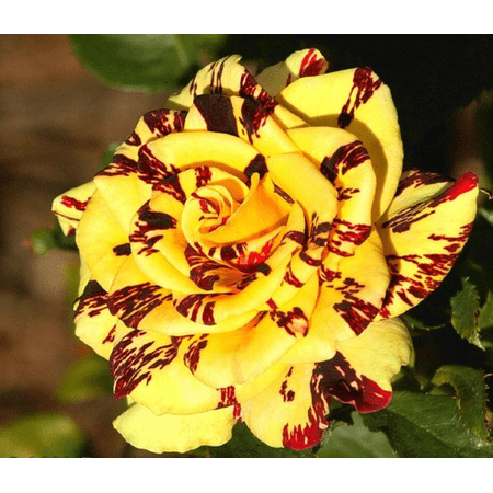 Simsalabim Rose Plant Live for Planting, Rose Live Plant Simsaladim Hybrid Tea Rose, Simsalabim Rose Bush, 4 to 8 Inch Tall, Ship No Pot