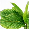 thumbnail image 2 of Pecera decorativa de plástico verde acuático artificial, planta de hoja de loto, hierba ondulada, 24cm ER, 2 of 5