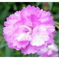 thumbnail image 4 of Tiny Rubies Dianthus - Fragrant/Hardy Groundcover - 2.5" Pot, 4 of 4