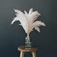 thumbnail image 5 of White Pampas Grass - 10 Pampas Stems of Fluffy Pampas Grass for Wedding, Home, and Event Decor - Dr, 5 of 5