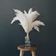 thumbnail image 5 of White Pampas Grass - 10 Pampas Stems of Fluffy Pampas Grass for Wedding, Home, and Event Decor - Dr, 5 of 5