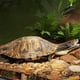 thumbnail image 5 of Plataforma para Reptiles para Tomar el Sol, Muelle de Terrario de Acrílico con Rampa, Hábitat de Descanso para Tortugas con Montaje Seguro para Uso en Acuarios y Terrarios., 5 of 9