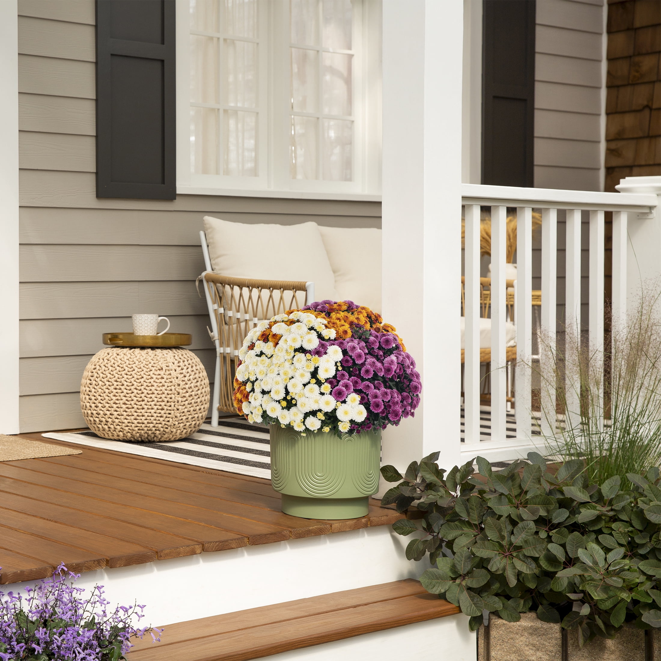 Better Homes & Gardens 14" Orange Purple White Garden Mum Mixed Live Plant in Decorative Planter