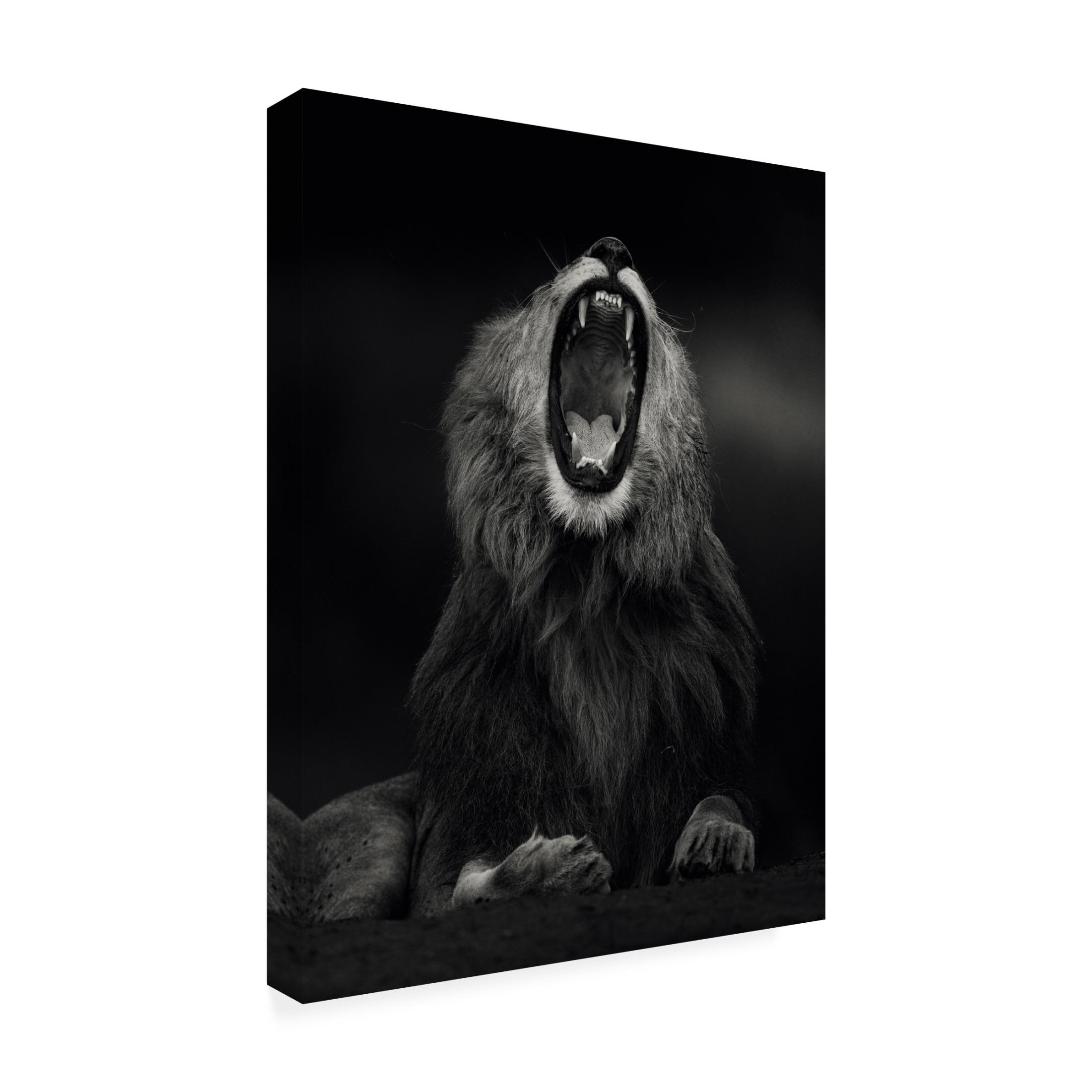 Trademark Fine Art Ahmed Sobhi Yawning Canvas Wall Art