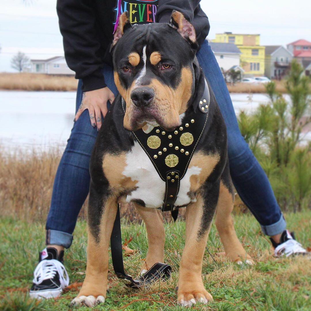 The ''Maximus'' Leather Dog Harness Black & Gold Small to Medium Size