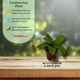 thumbnail image 3 of Winged Pitcher Plant, Carnivorous, in 2 inch Pot, 3 of 9