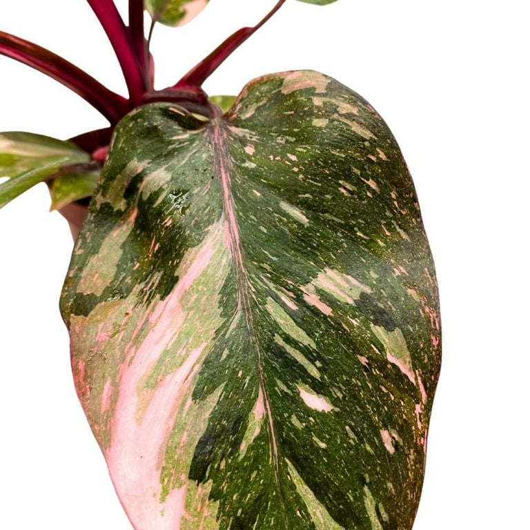 Pink Princess Galaxy Philodendron, 4 inch Splash Variegated - Walmart.com