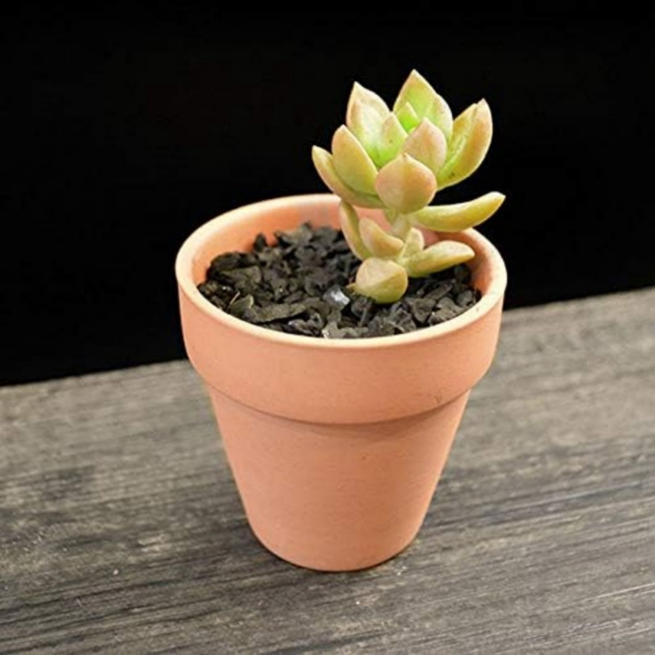 36 Pcs 1.9'' Terra Cotta Pots Pottery Planter Cactus Flower Pots Succulent Pot with Drainage Hole- Great for Plants,Crafts