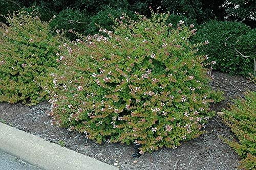Abelia Chinensis Rose Creek - 3 Live Plants - Flowering Deer Resistant Butterfly Attracting Shrub