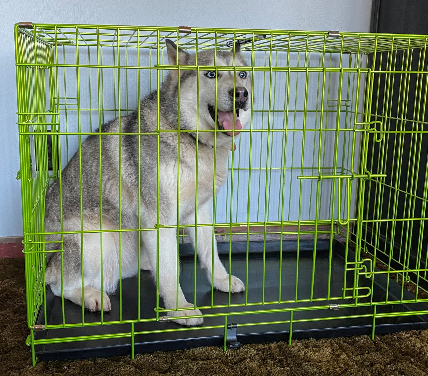 Pet Expressions 48 Inch Green Colored Metal Wire Dog Crate - Available in Various Sizes and Colors