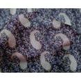 thumbnail image 4 of oneOone Silk Tabby Fabric Floral & Paisley Block Print Fabric By Yard 42 Inch Wide, 4 of 4