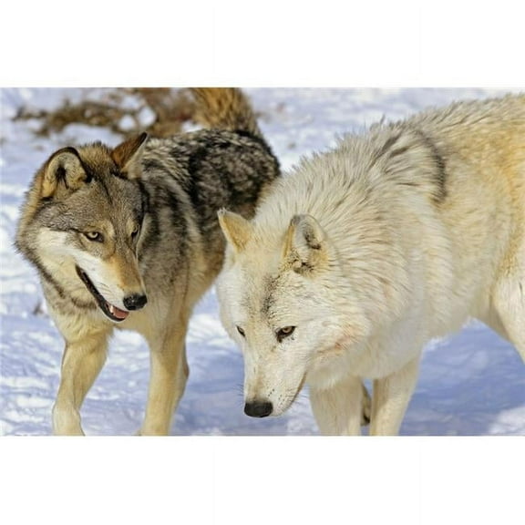 Members of Wolf Pack Poster Print by John Pitcher, 34 x 22 - Large