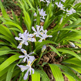 thumbnail image 4 of 10 Crested Iris Plant, Live Purple Iris for growing Planting Outdoor, 4 of 5