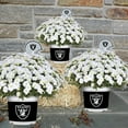 thumbnail image 2 of Sporticulture Las Vegas Raiders White Live Mum Plant in Decorative Pot, 2 of 3